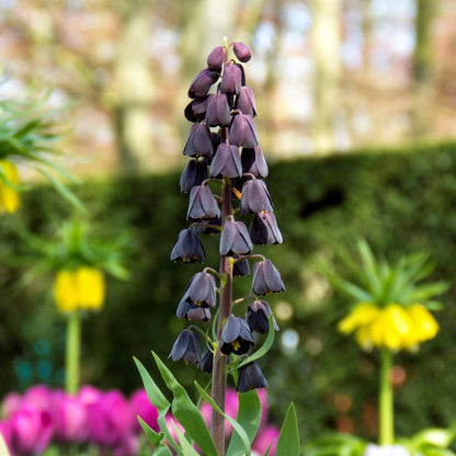 Bells Fritillaria persica plant