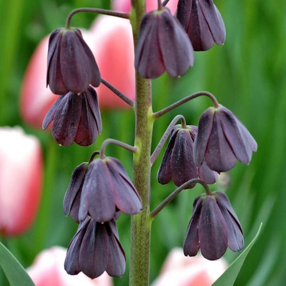 Bells Fritillaria persica plant