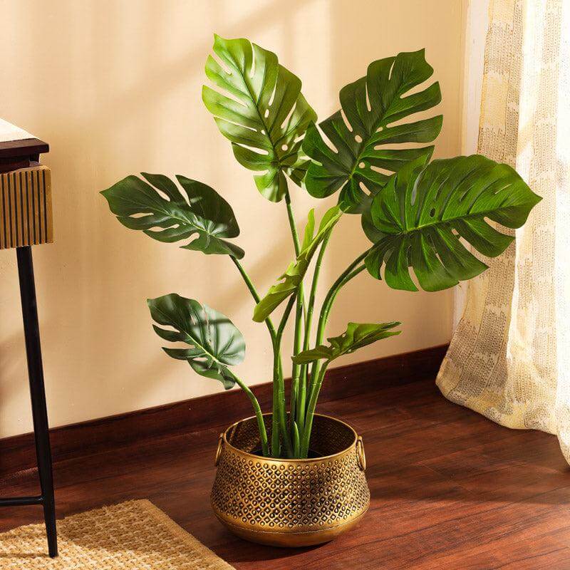 Fruit Salad Plant