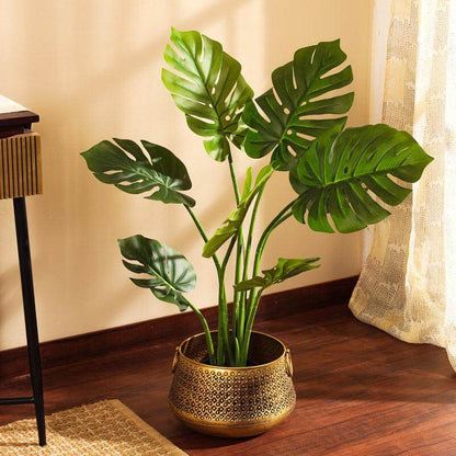 Fruit Salad Plant