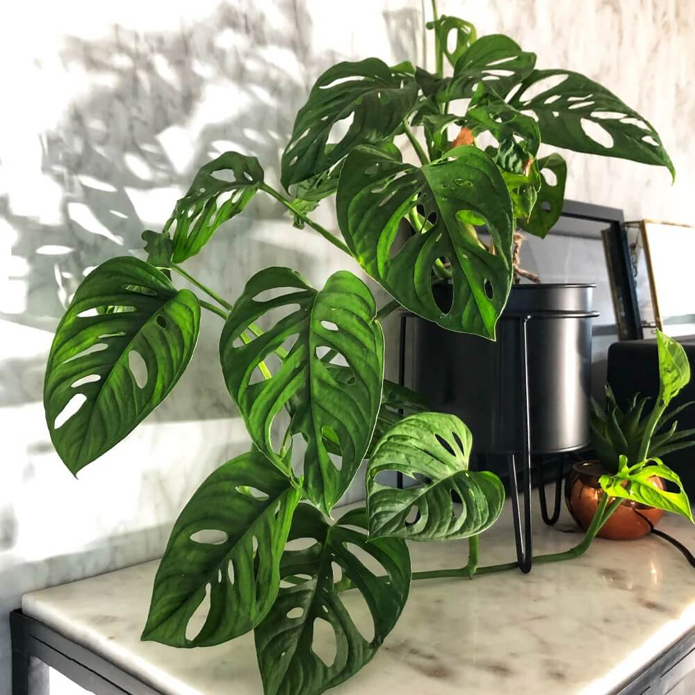 Fruit Salad Plant