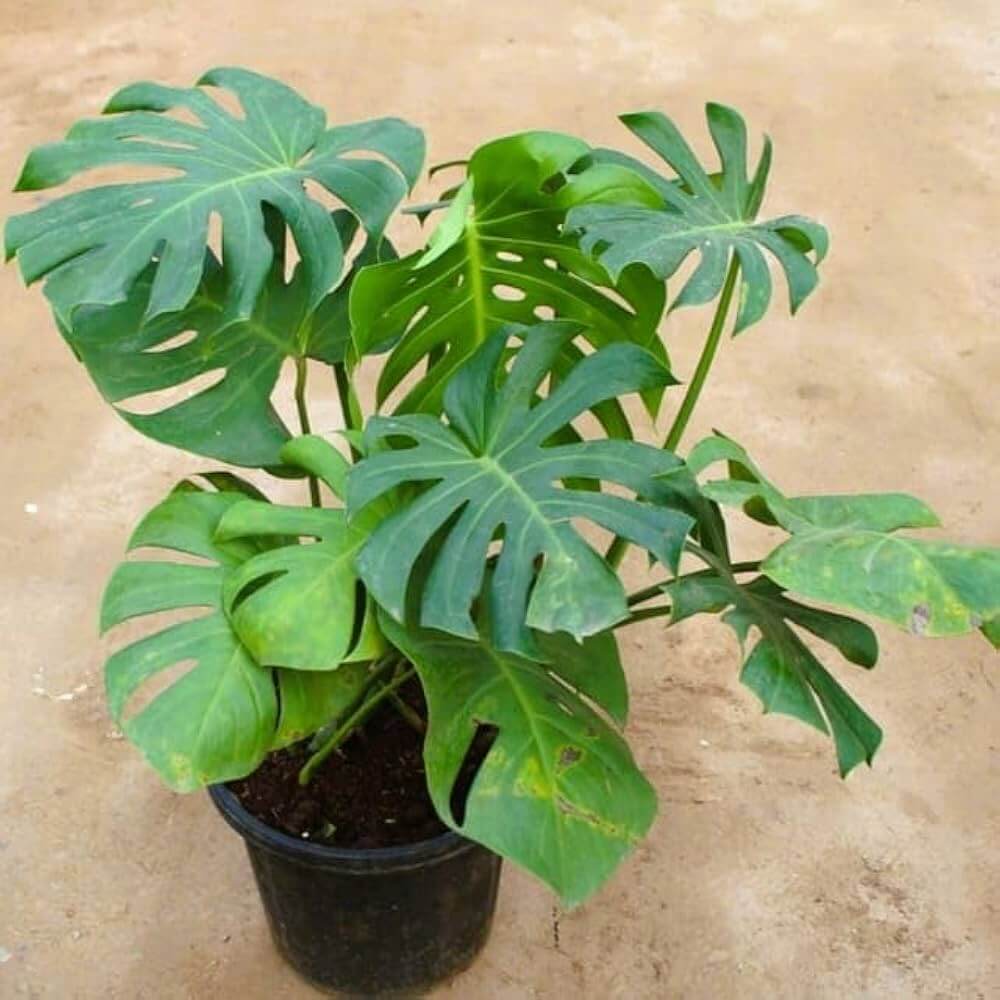 Fruit Salad Plant