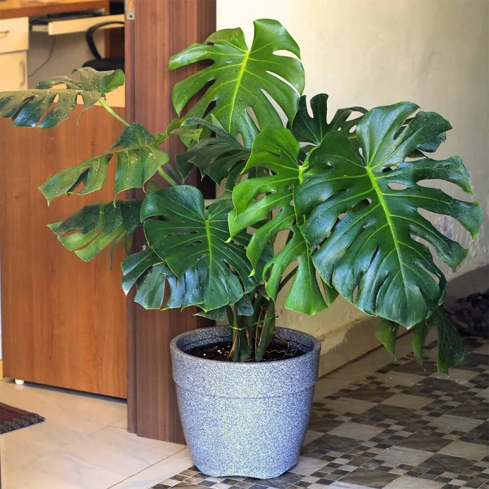 Fruit Salad Plant