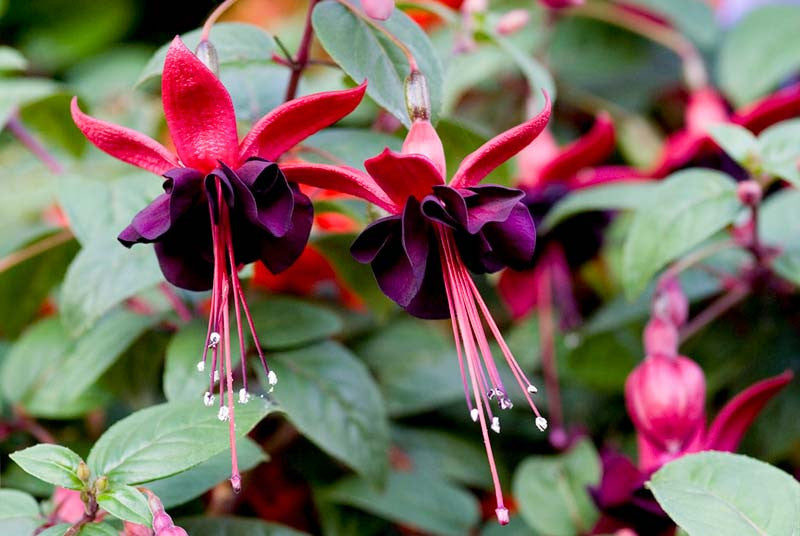 Black Fuchsia Flower Seeds for Planting – Heirloom Non-GMO Garden Seeds