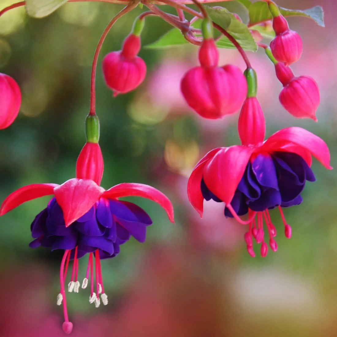 Purple Fuchsia flower seeds