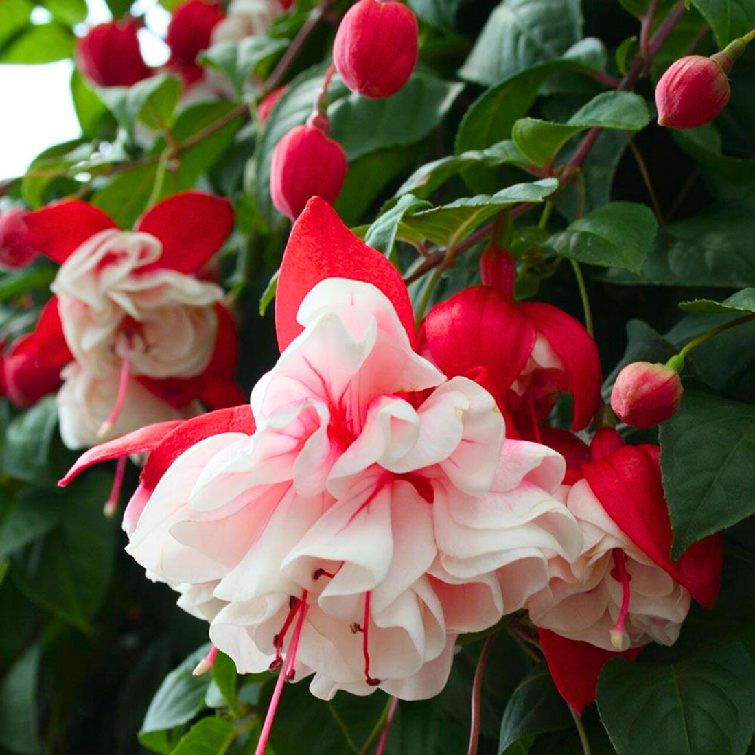 Fuchsia flower seeds