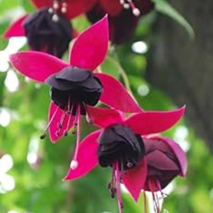 & Pink Fuchsia plant