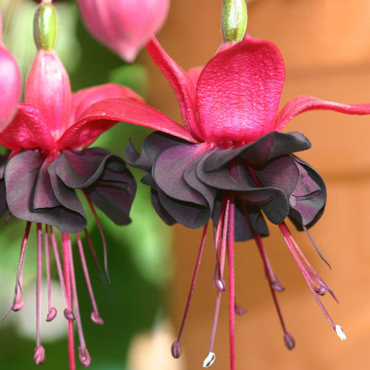 Black Fuchsia flower seeds