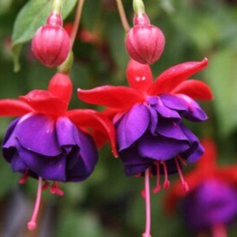 Red wildlflower Fuchsia plant