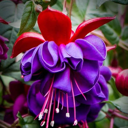 Red wildlflower Fuchsia plant