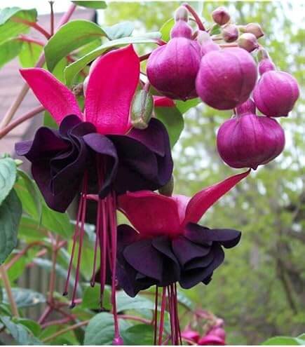 & Pink Fuchsia plant