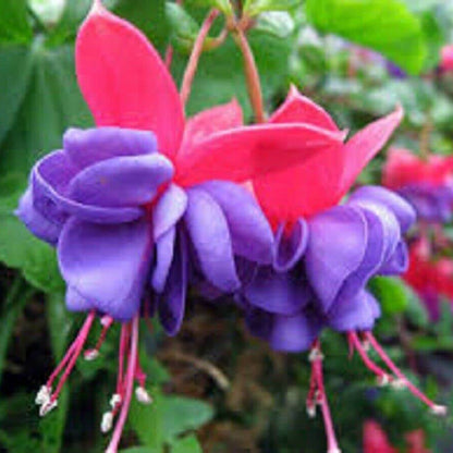 Red wildlflower Fuchsia plant