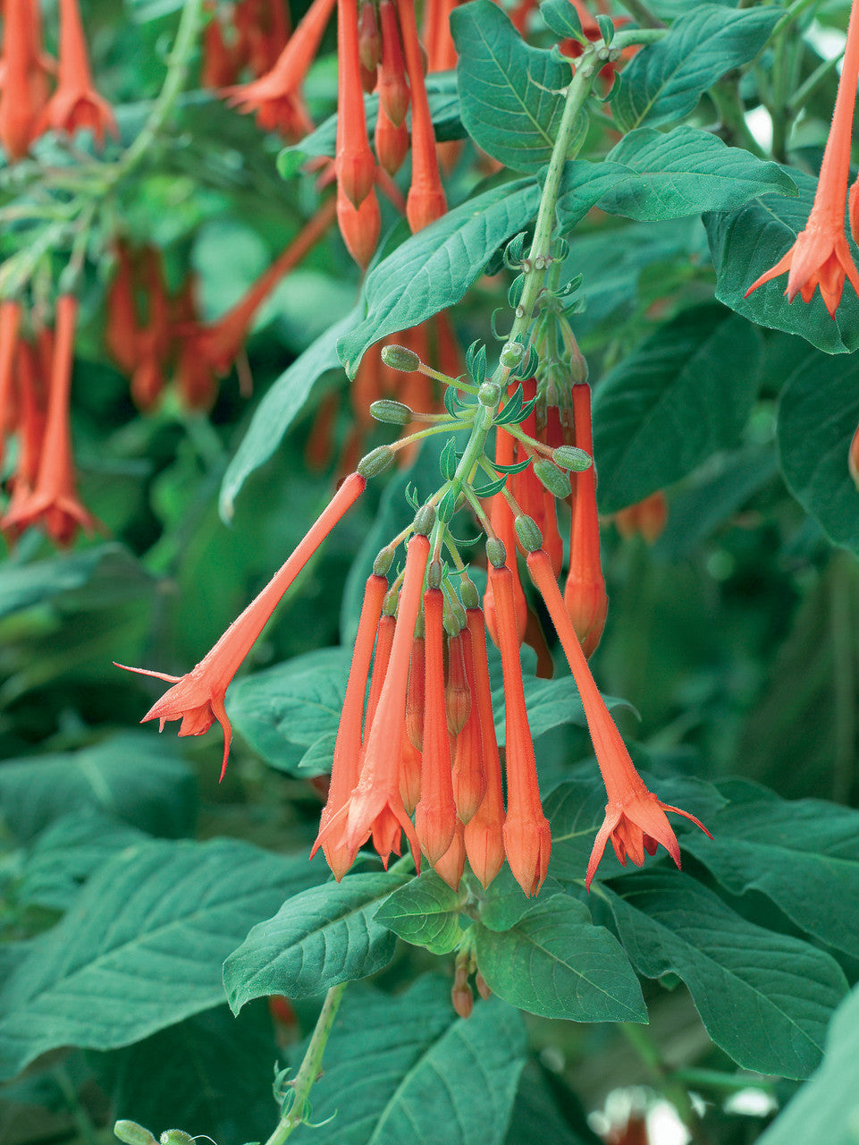 Orange Blue flower seeds