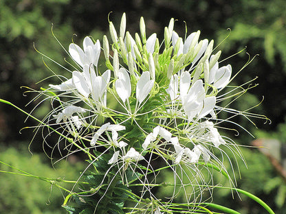 White Cleome Flower Seeds for Planting – Heirloom Non-GMO Garden Seeds