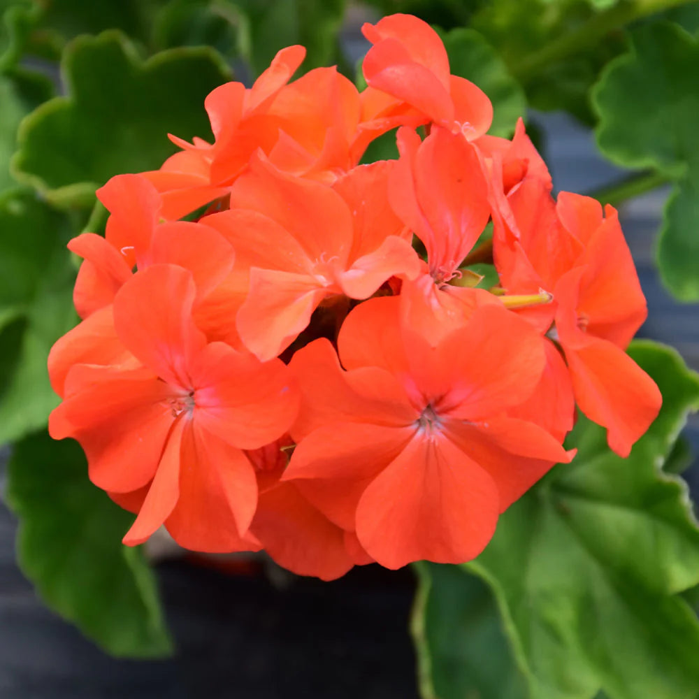 Geranium Light flower seeds