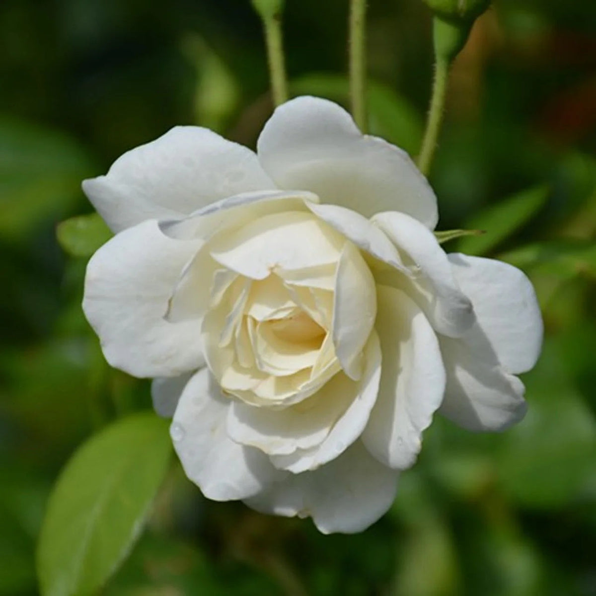 Climbing Iceberg Rose plant