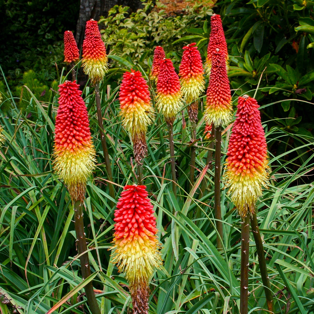 Red Hot flower seeds