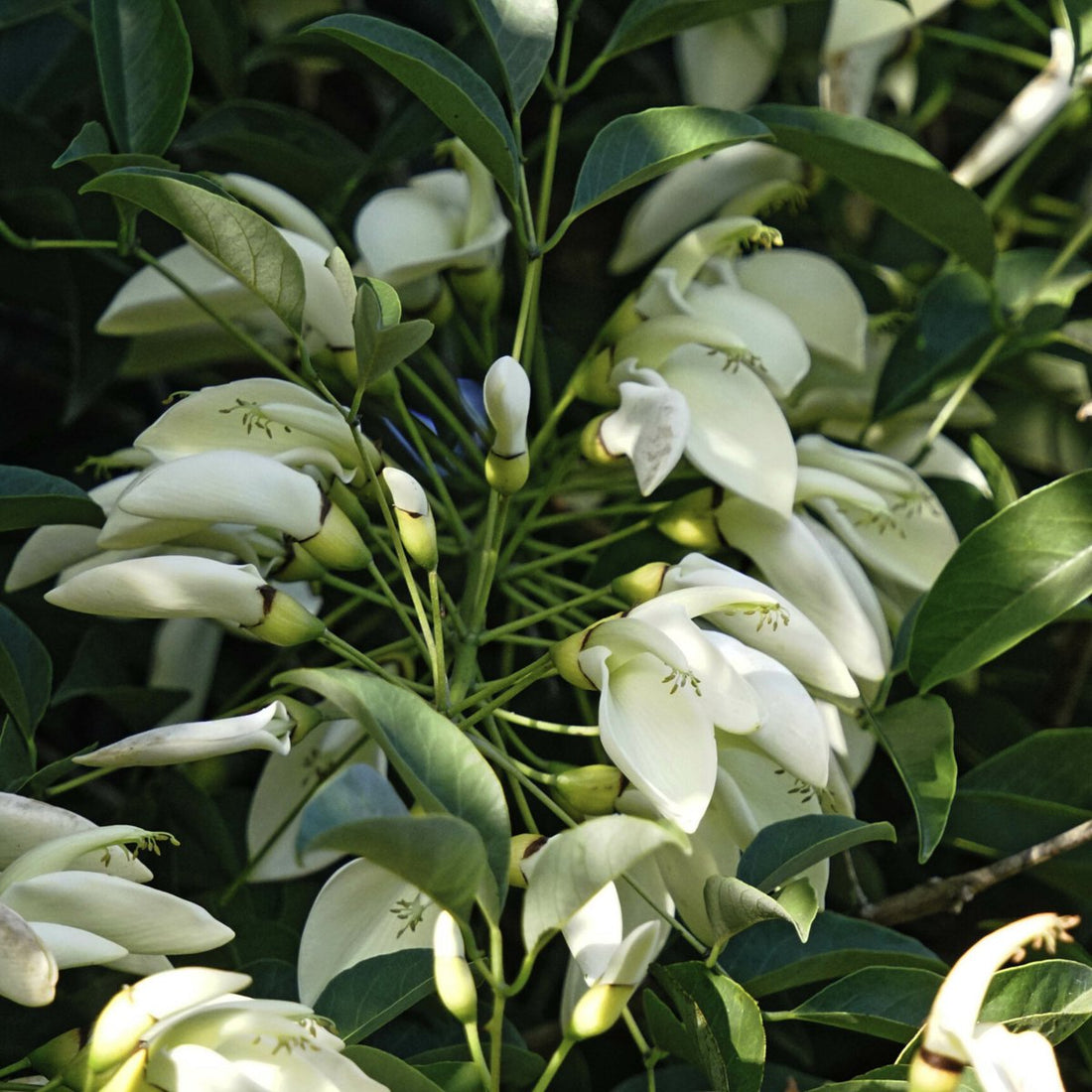 White Erythrina flower seeds