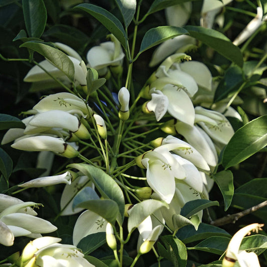 White Erythrina flower seeds