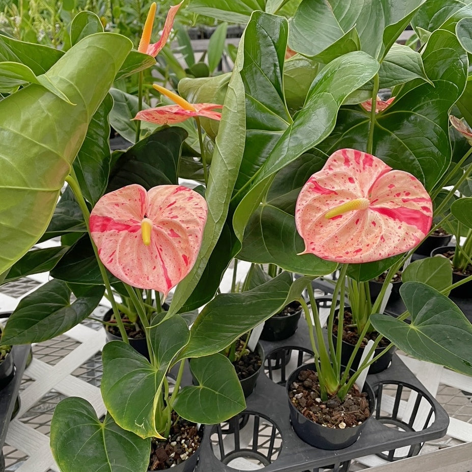Anthurium Bonsai flower seeds