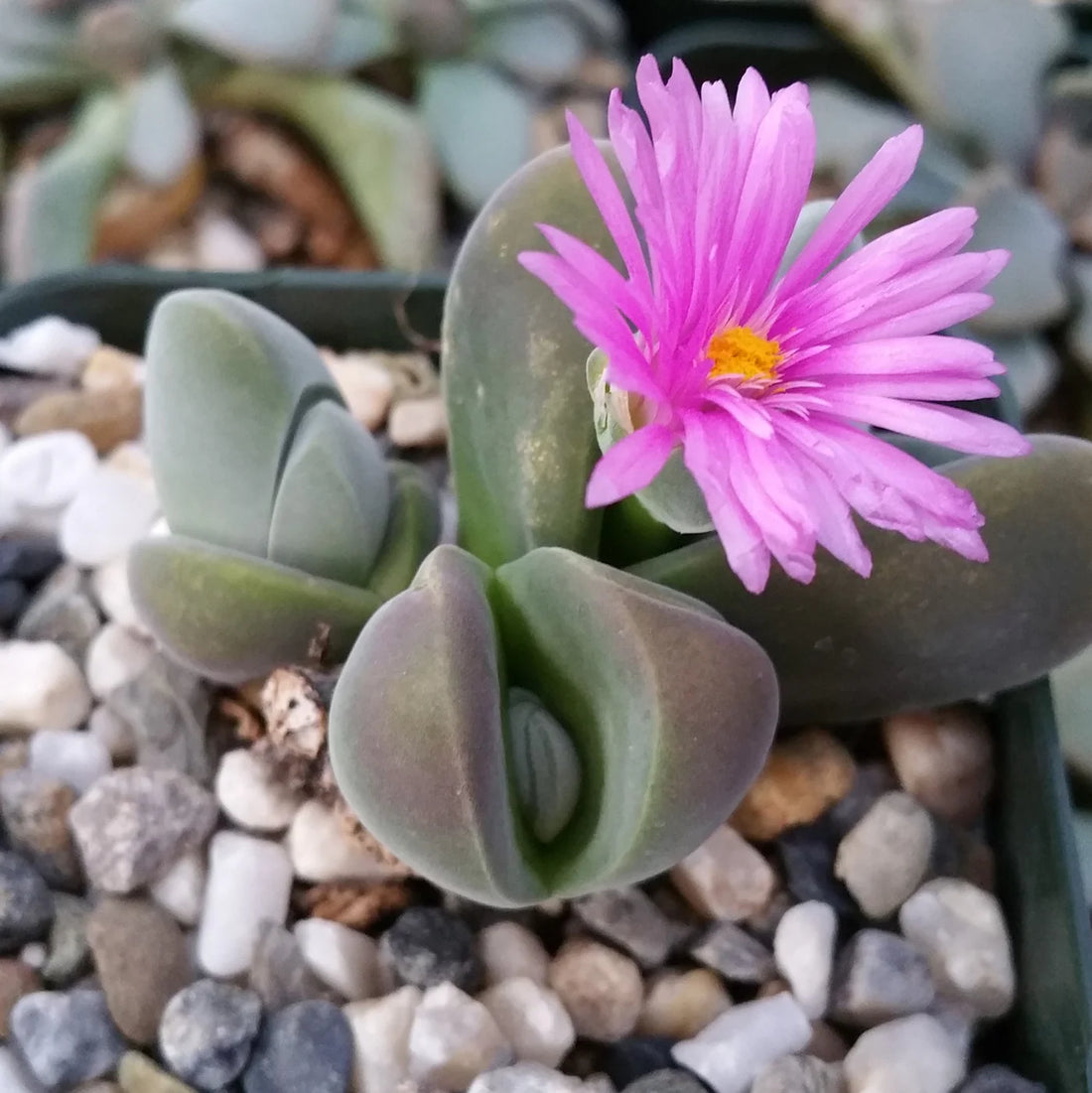 Gibbaeum flower seeds