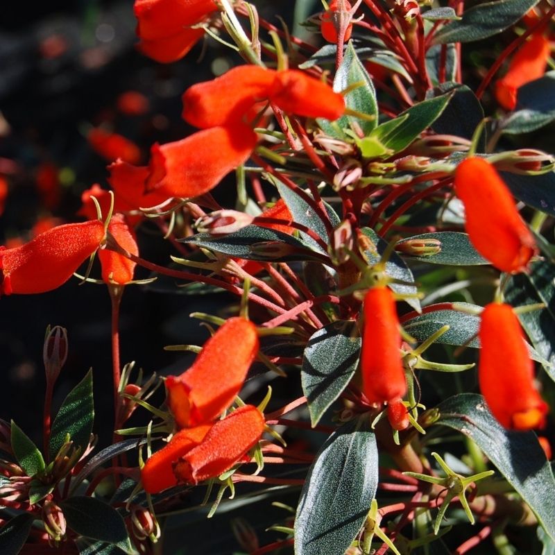 Orange Gloxinia flower seeds