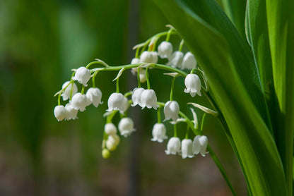 Valley flower seeds