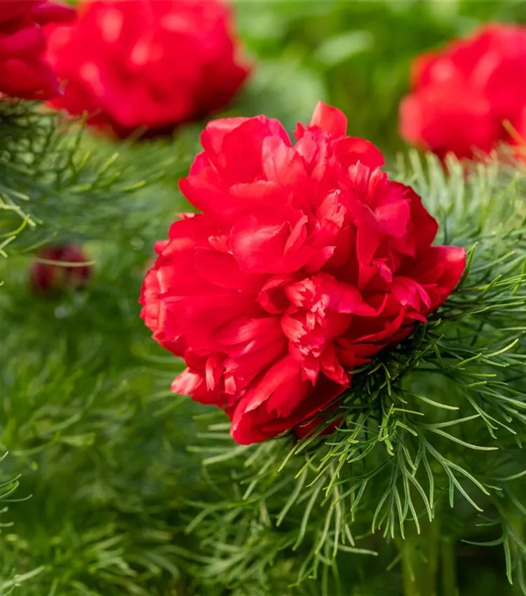 Paeonia flower seeds