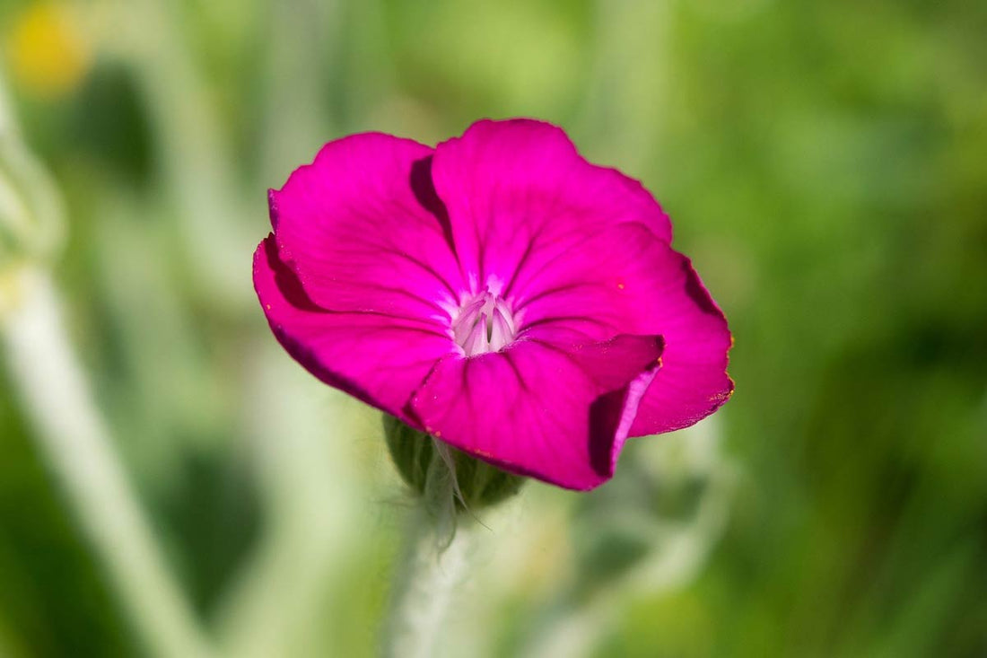 Campion flower seeds