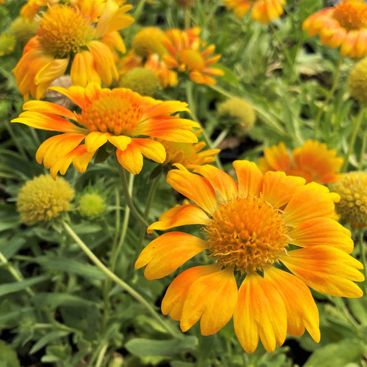 Yellow Gaillardia flower seeds