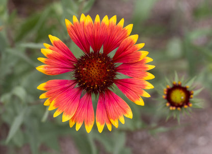 Gaillardia flower seeds