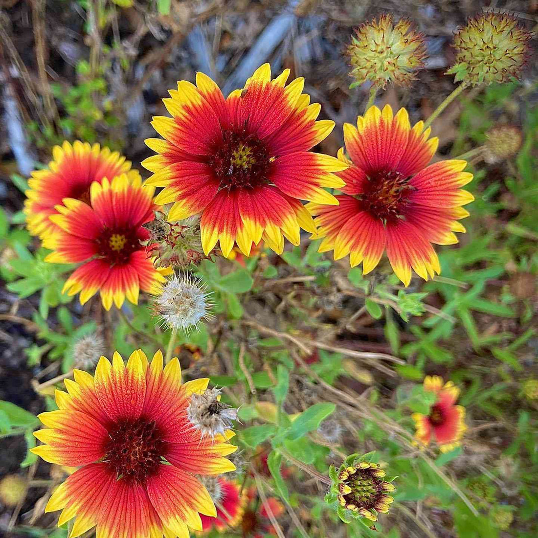 Indian Blanket flower seeds