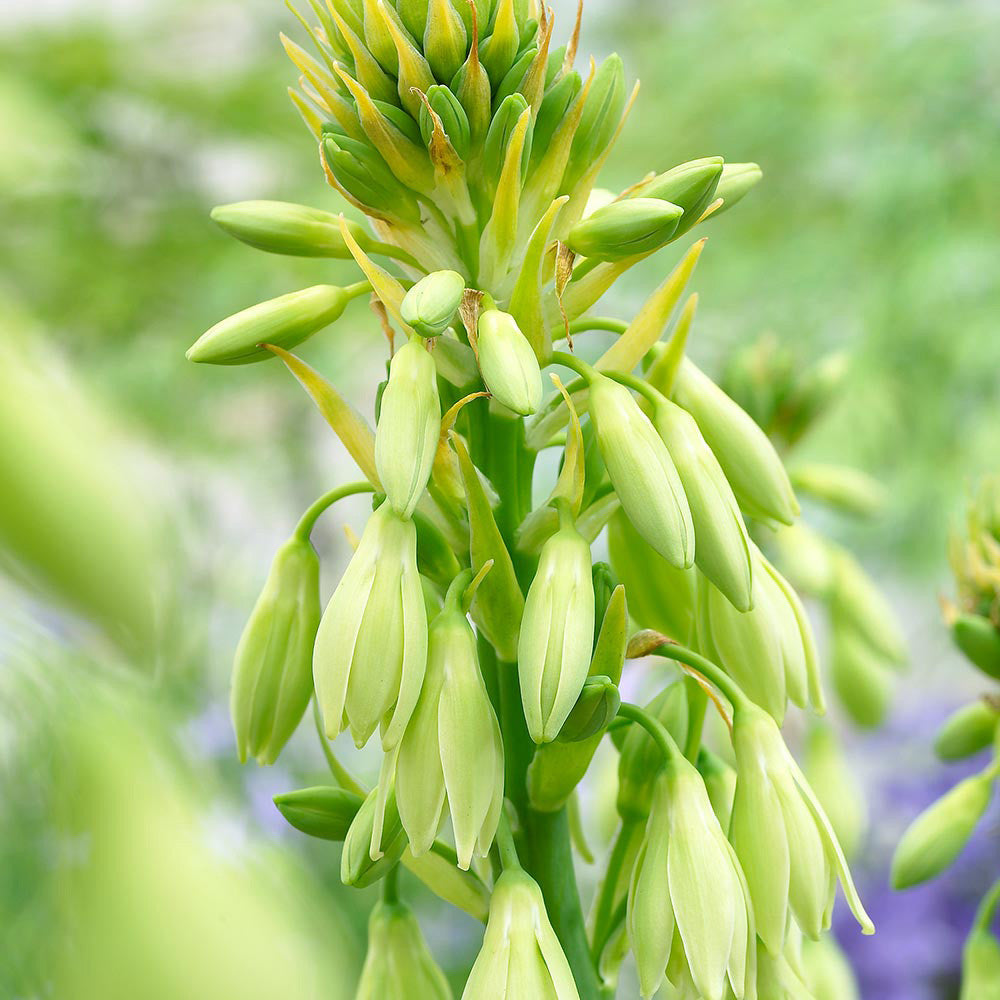 Galtonia Viridiflora flower seeds