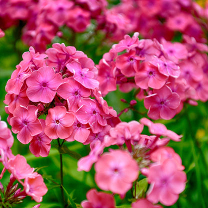 Mix Garden Phlox plant