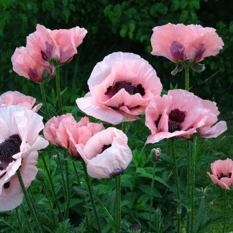 Garden Poppy plant