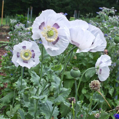 Garden Poppy plant
