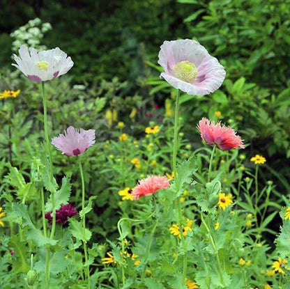 Garden Poppy plant