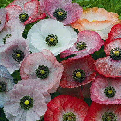 Garden Poppy plant
