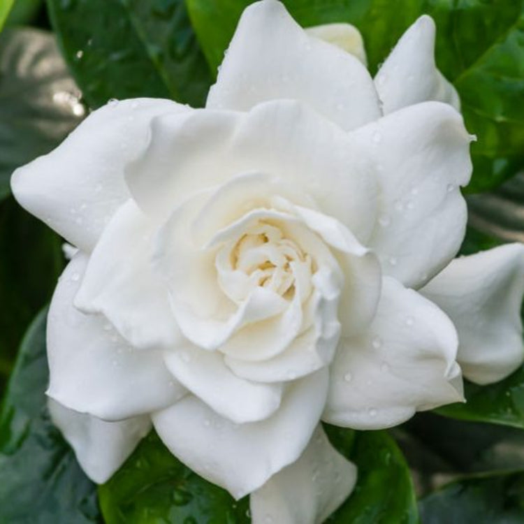 Gardenia Jasminoides flower seeds