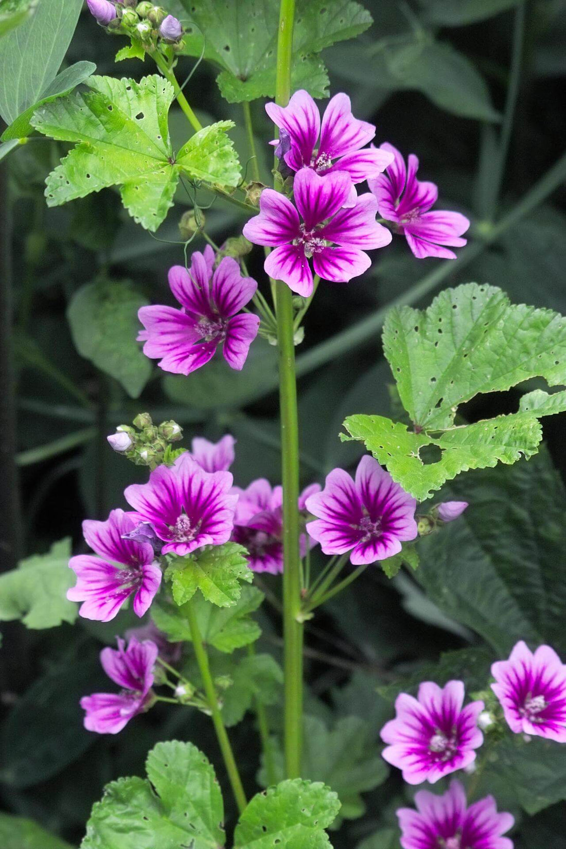Malva Super flower seeds