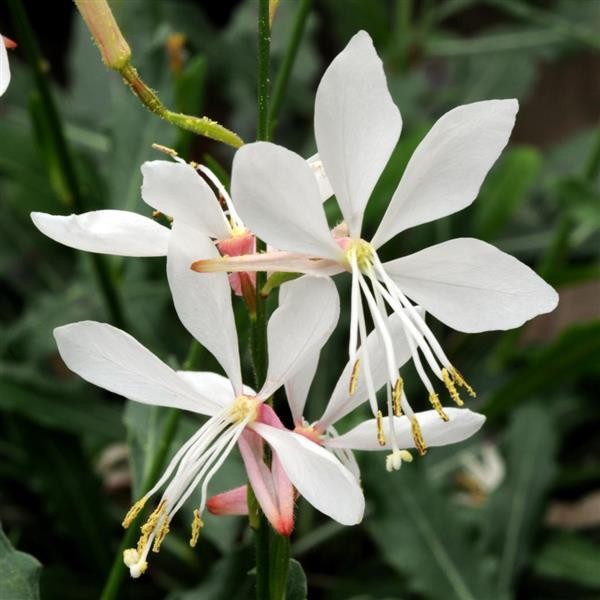 White Gaura flower seeds