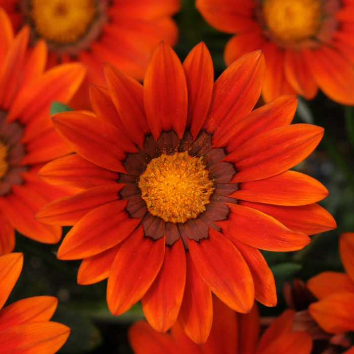 Bronze Shades Gazania plant