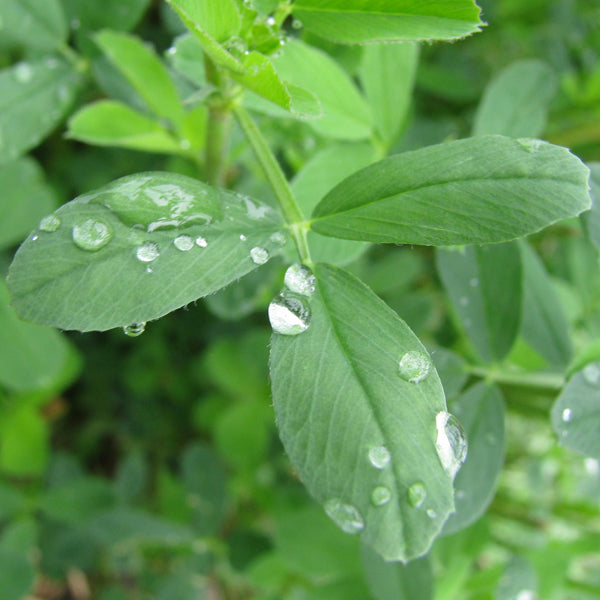 Geesteranus flower seeds