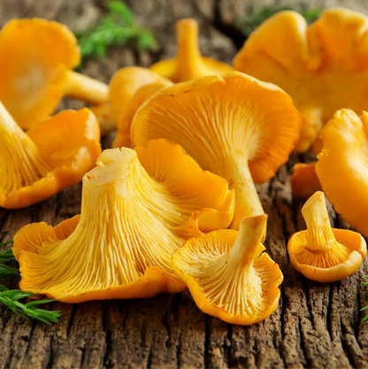 Golden Chanterelle Spores