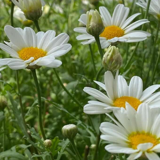 Mix Gemalten Daisy plant