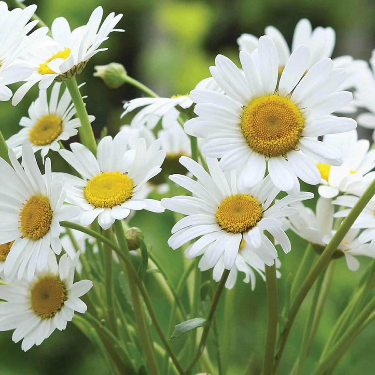 Mix Gemalten Daisy plant