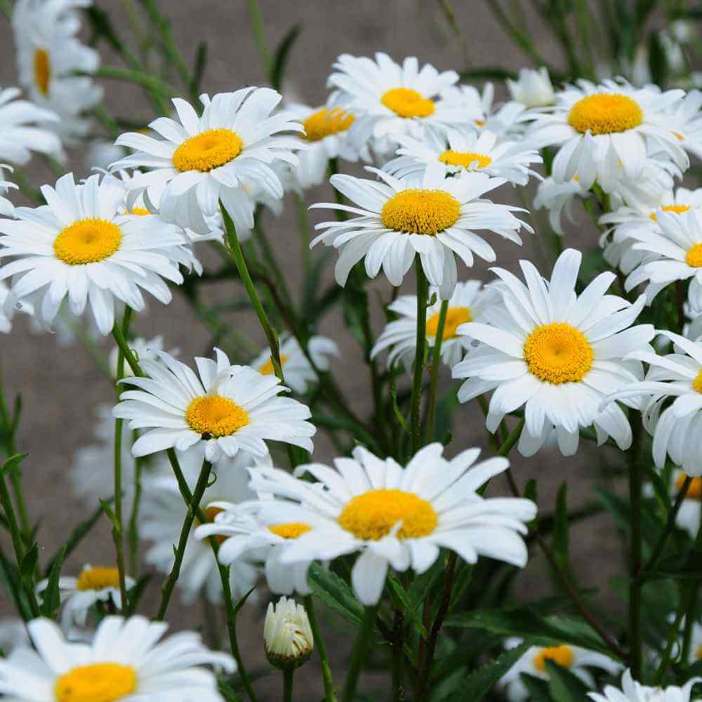 Mix Gemalten Daisy plant