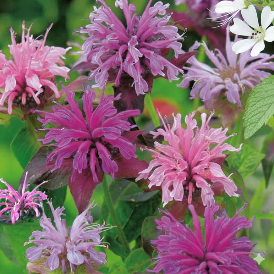 Monarda Didyma flower seeds