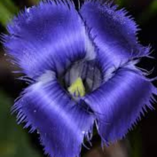Blue Fringed Gentian plant