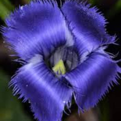 Blue Fringed Gentian plant